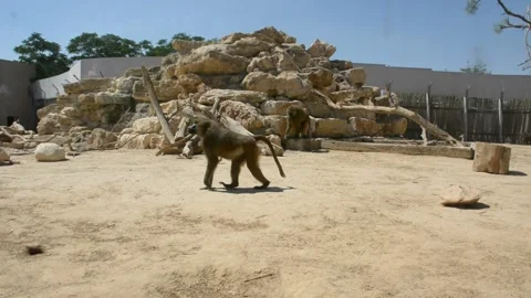 Baboon in the aviary zoo Stock Footage 199836646