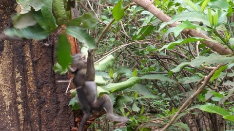 Baboon Baby playing Stock Footage 125436774