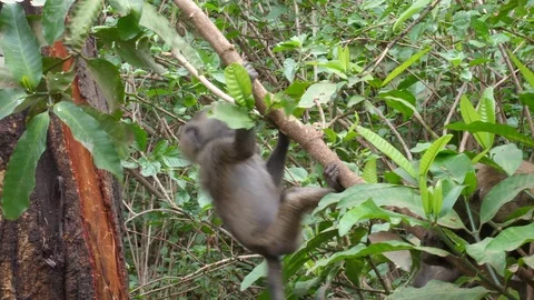 Baboon Baby playing Video stock 125438131