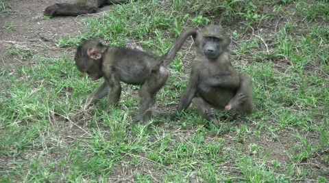 Baboon baby scratching Stock-Footage