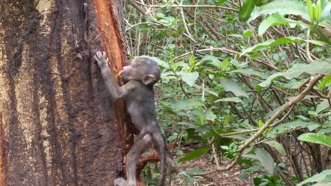 Baboon Babys playing Stock Footage 125435170