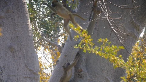 Baboon on Baobab tree,   Victoria falls, Africa Stock Footage 115883178