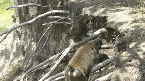 BABOON BARS Video stock 14801483