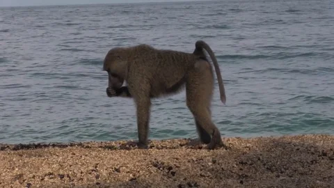 Baboon on beach shore 스톡 동영상 83098326