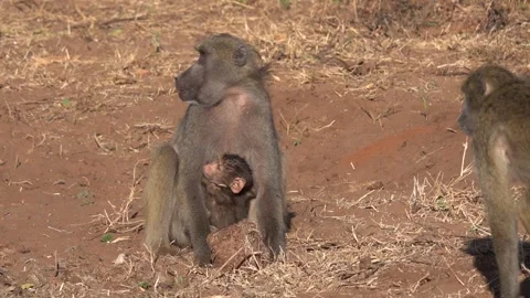 Baboon Booty, Botswana - 01 Jun 2022 Vídeos de archivo 343562065