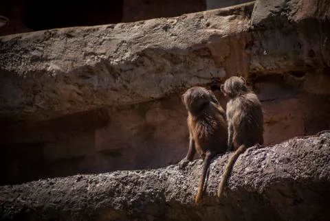 Baboon Brothers Stock Photos