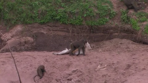 Baboon carrying a discarded plastic bag along riverbank Stock Footage 172160030