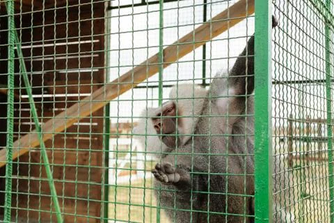 Baboon is in the cell. Stock Photos