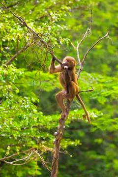 Baboon climbing Stock Photos
