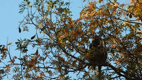 Baboon climbing through tree in search of food in Okavango Delta Botswana Stock Footage 107282581