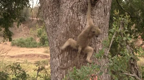 Baboon climbs down tree 2 Stock Footage 8621505