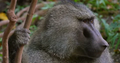 Baboon Close Up Stock Footage 60596273