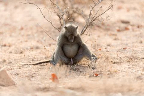 Baboon close up portrait Stock Photos