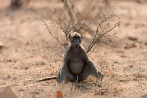Baboon close up portrait Stock Photos