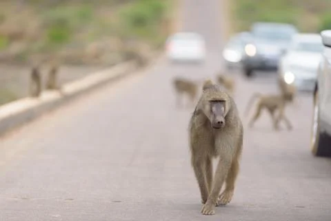 Baboon close up portrait Stock Photos