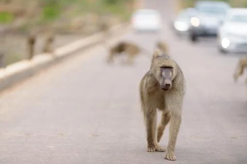 Baboon close up portrait Stock Photos