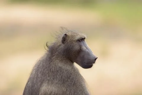 Baboon close up portrait Stock Photos