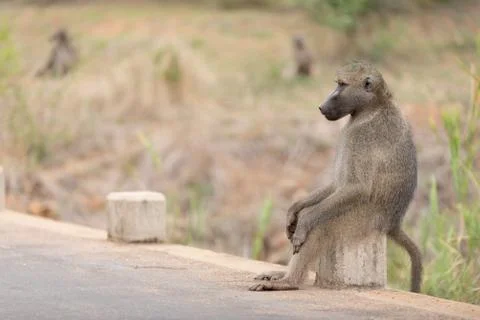 Baboon close up portrait Stock Photos