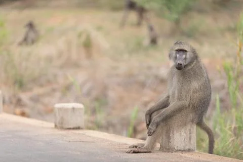 Baboon close up portrait Stock Photos