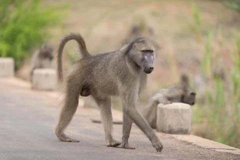 Baboon close up portrait Stock Photos