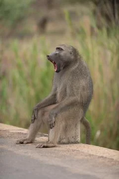 Baboon close up portrait Stock Photos