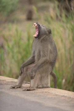 Baboon close up portrait Stock Photos