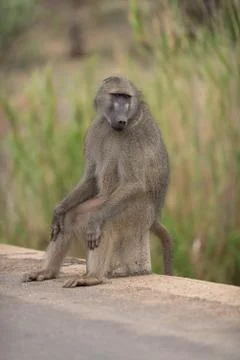 Baboon close up portrait Foto stock