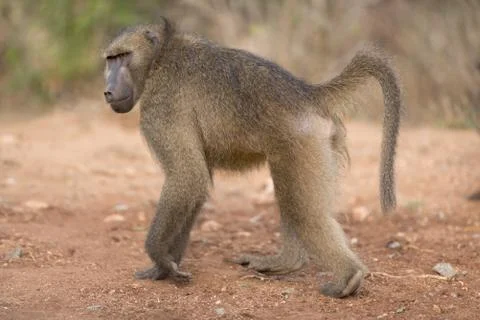 Baboon close up portrait Stock Photos