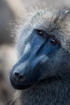 Baboon close up portrait Foto stock