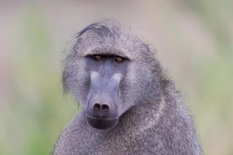 Baboon close up portrait Stock Photos