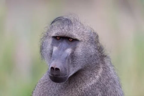 Baboon close up portrait Stock Photos