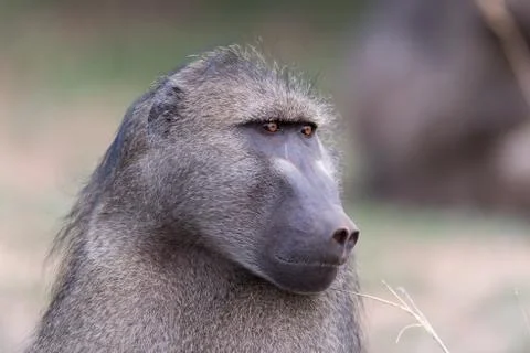 Baboon close up portrait Foto stock