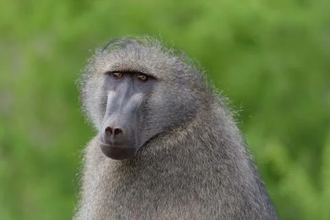 Baboon close up portrait Stock Photos