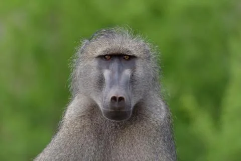 Baboon close up portrait Stock Photos