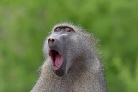 Baboon close up portrait Stock Photos