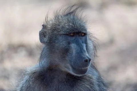 Baboon close up portrait Foto stock