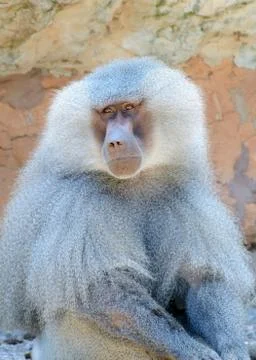 Baboon closeup Stock Photos