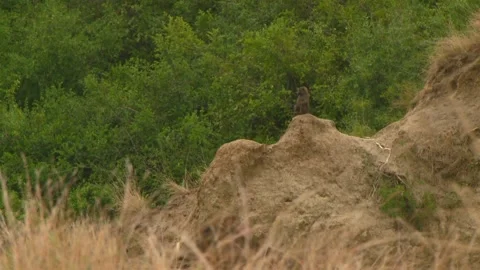 A baboon comes down hill Vídeos de archivo 168323741