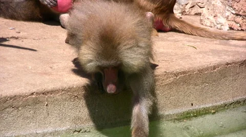 Baboon drinking water front view Stock Footage 51416232