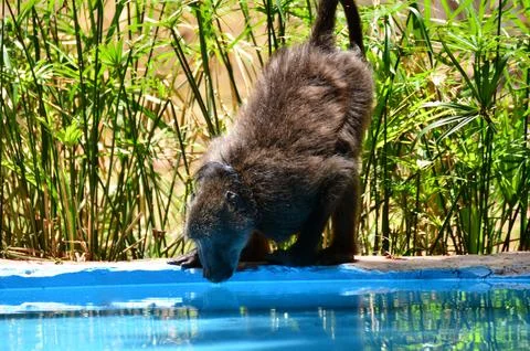 Baboon drinking Water monkey Ape Namibia Africa Stock Photos