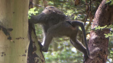 Baboon eating bark Stock-Footage 22273918