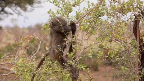 Baboon eating branches while sitting on a tree Stock Footage 119116146