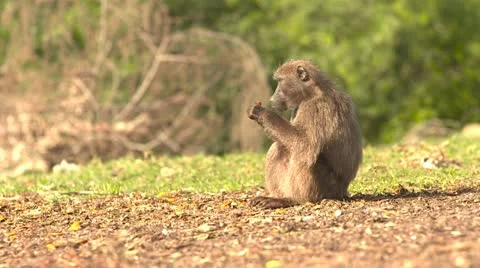 Baboon eating Stock Footage 10979443