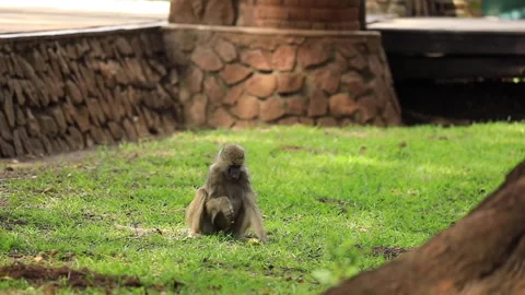 A baboon eats a fruit fallen from a tree. Stock Footage 147960268