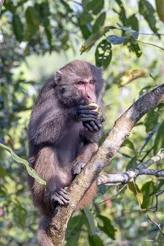 Baboon enjoys a snack while perched on a branch in a lush green forest Stock Photos