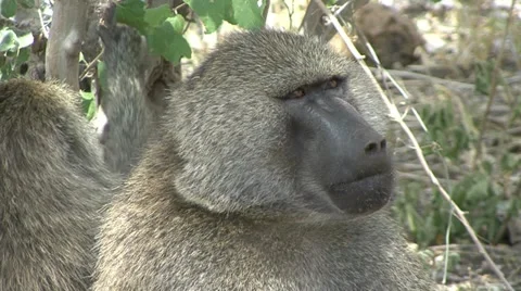 BABOON FACE 動画素材 14798578