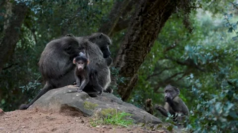 Baboon family 4k Stock Footage 337155930
