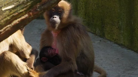 Baboon family Stock Footage 275514865