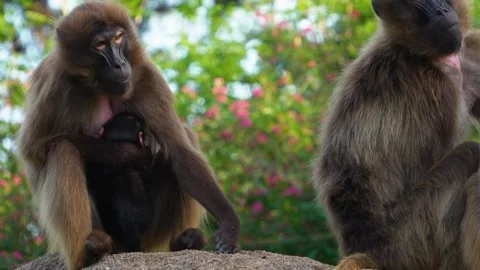 Baboon family Stock Footage 275519941