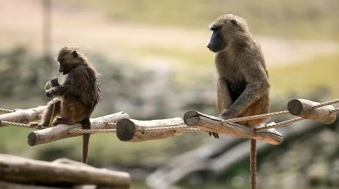 Baboon Stock Footage 707262